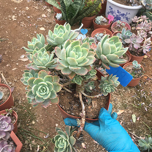 丝绸面纱群生大颗老桩红鹤多肉植物一物一拍悬崖桩阳台盆栽粉肉肉