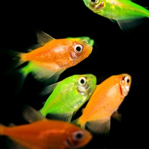 天使鱼彩色鱼热带鱼观赏鱼淡水小型鱼活体彩虹鱼灯科鱼好养易活