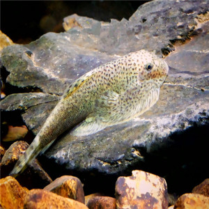 whitechuan淘宝原生双吸盘吸鳅除藻清洁工鱼活体冷水贵州爬岩鳅吃屎