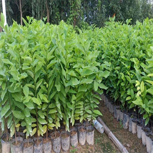 基地直销台湾释迦树苗凤梨苗番荔枝苗佛陀果苗佛头果树苗带土带叶