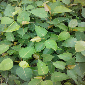 菩提苗正宗金刚菩提树苗盆栽珍稀名贵苗木菩提树庭院行道绿化植物