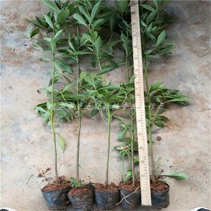 基地供应正品金丝楠木树苗带土容器袋苗小叶桢楠杯苗珍稀名贵植物