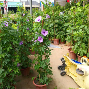 五爪金龙盆栽藤本花卉庭院阳台爬藤植物掌叶台湾牵牛苗番仔藤台湾