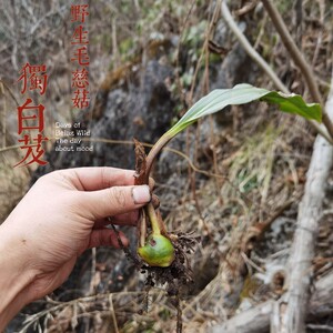秦岭深山野生新鲜毛慈菇独叶小白芨10颗苗包邮中药整颗糯白及独菇