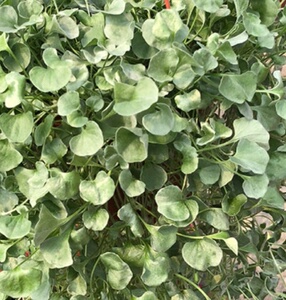 银瀑银叶马蹄金黄金瀑布金叶过路黄绿瀑绿叶马蹄金