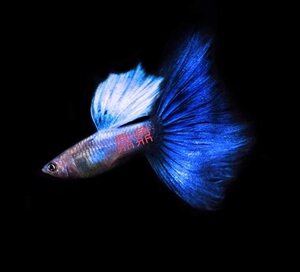 台湾精品辛加蓝孔雀鱼热带鱼观赏鱼孔雀鱼凤尾鱼大背大尾种鱼活体