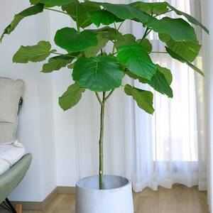 爱心榕大型绿植盆栽 阔叶心叶榕 室内客厅四季常青网红观叶植物z.