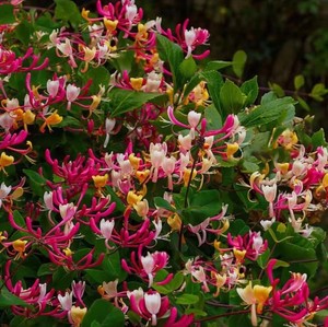 金银花"彩金"耐寒四季循环开花爬藤植物观赏漂亮金红色耐阴花卉