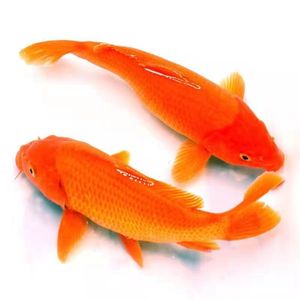 优质红鲤鱼食用型观赏鱼大型鱼养殖淡水活体荷包鲤兴国红鲤鱼包活