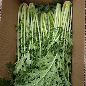 雪里红雪菜新鲜5斤