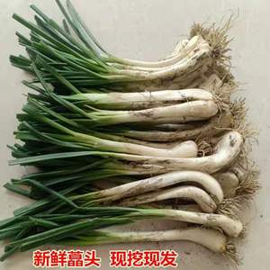 新鲜藠头菜沙葱农家现挖野葱野山蒜野菜小根葱小菜苗小蒜小葱包邮