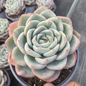 墨墨园艺多肉植物轰动草莓泡芙奶油泡芙阿玛贝利群生多头老桩阳台