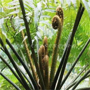 基地直销珍稀名贵桫椤树苗别墅庭院风景树蕨类植物蛇木笔筒树常绿