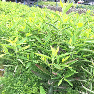 印度老檀香树苗