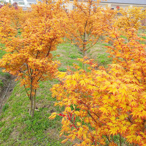 基地出售黄金枫树苗庭院盆栽花卉植物黄金赤枫绿化苗木日本红枫苗
