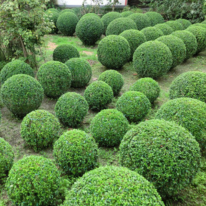 宠物及园艺 盆栽,盆景 盆栽 造型植物盆景树庭院