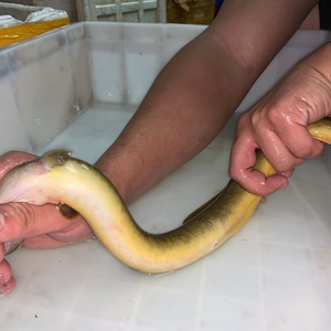 淘宝河鳗江鳗黄鳗鱼纯天然野鳗鱼白鳝鲜活体包邮包活野生鱼价格0668