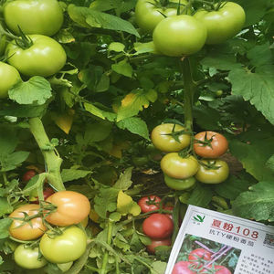 四季夏粉108耐热西红柿越夏粉果耐裂抗病高产大果番茄苗种子改良