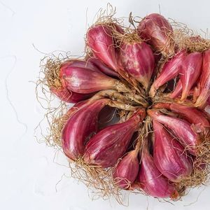 四季广东新鲜红葱头干葱头大2斤四季小香葱头种子红皮火葱头改良