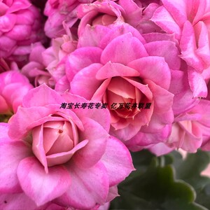 达科塔 玛格丽特 长寿花盆栽重瓣大花带花苞植物花四季开花好养活