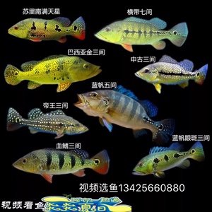 野生巴西亚帝王三间 蓝帆五间 蓝帆眼斑申古三间金老虎活体鱼龙鱼