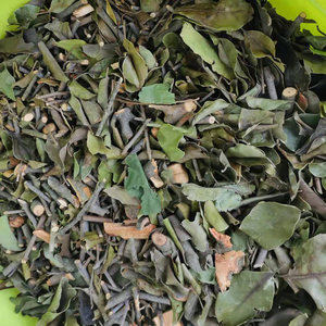 松树寄生广西100%野生马尾松寄生黄山松寄生高山松寄生500g包邮