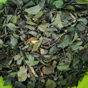 黄牙木寄生雀笼木黄芽木狗芽木山狗芽鹧鸪木节节花满天红寄生包邮