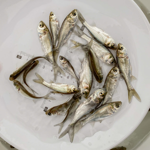 白鲢鱼苗 跳鲢鱼苗 鲢鱼苗 鲢鱼鱼苗 淡水活体鱼苗   重庆水花鱼