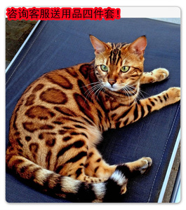 豹猫纯种孟加拉猫黄金豹猫活体家养宠物豹猫雪豹猫幼仔崽豹纹猫咪