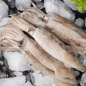 全籽海兔(满籽超大笔管鱼)