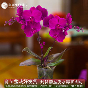 蝴蝶兰盆栽樱桃咖啡名贵花卉兰花苗办公室室内咖啡兰文心兰盆景