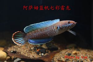 壁纸 动物 鱼 鱼类 300_200