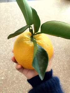 温岭高橙 玉环广柑 台州特产现摘15斤