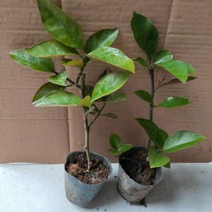 叶仙小苗叶仙嫁接叶仙人掌木麒麟嫁接蟹爪兰钻木带盆