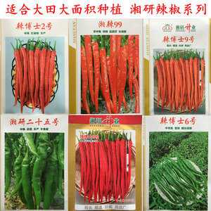 中早熟螺丝红青线椒湘研种业辣博士2 6 9号辣椒种子超长线椒高产