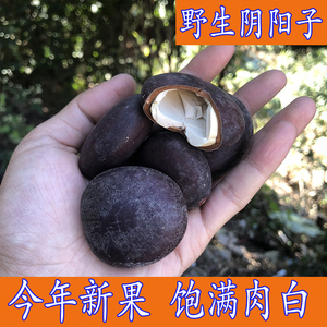 野生阴阳子500g泡酒中药材阴阳果榼藤子木腰子风流果双肾子过江龙