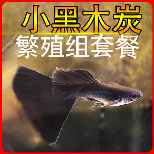 木炭黑色礼服孔雀鱼活体鱼比赛级小型精品凤尾墨兰繁殖组淡水大鱼