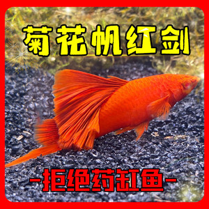 00飞冠旗舰店天猫n高鳍红箭鱼高鳍红剑鱼鱼苗热带孔雀鱼狼牙帆菊花