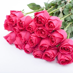 大桃红玫瑰花苗玫红色超大花四季开花扦插小苗带土发货庭院绿植