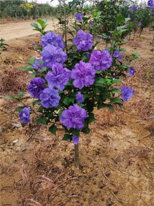 紫玉  日本重瓣花卉木槿抗病好养耐热耐寒盆栽花苗  一加仑中苗