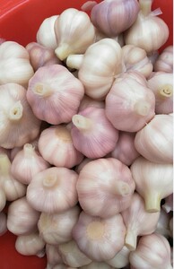 温州糖醋蒜糖蒜甜蒜自制腌泡大蒜头农家自腌咸泡菜1500g下饭菜