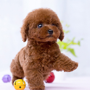 纯种泰迪犬幼犬活体灰色泰迪长不大的泰迪贵宾犬小型犬宠物狗活体