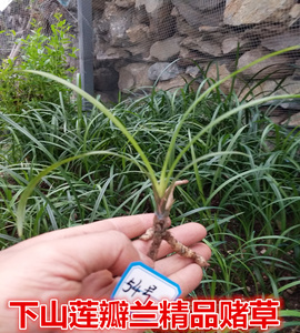 批兰花苗野生下山莲瓣兰龙根连体苗大兜兰花花卉盆景赌草野生兰