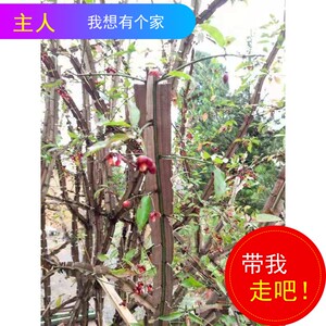 野生药材树苗鬼箭羽卫矛四面锋阳台庭院盆栽绿植园林植物满包邮