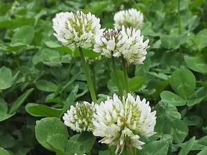 白花车轴草白花苜蓿金花草苗阳台庭院盆栽园林绿化耐寒地被植物