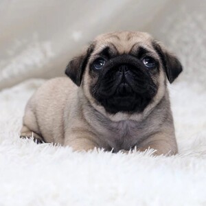 无偿领养纯种巴哥犬幼犬活体短腿八哥犬黑色哈巴狗小型茶杯犬