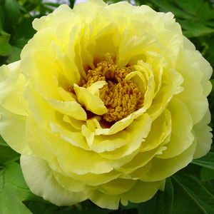 群和【黄冠】洛阳牡丹花苗大苗盆栽带盆(黄色)重瓣庭院花卉