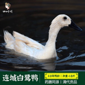 【四时悦_连城白鹭鸭】连城白鸭 新鲜散养现杀农家土鸭子水鸭整只
