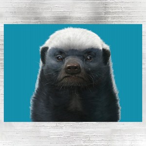 平头哥非洲白头哥蜜獾honeybadger 海报a3相纸 装饰画 b7a04a03