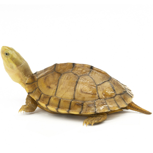 黄喉小青龟苗拟水乌龟活物南石金钱龟南石活体稀有观赏宠物招财龟